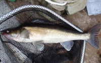 Mjorn5